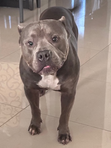 Bruno needs love