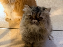 Persian (Traditional) – Persian Cat for sale – Pasadena