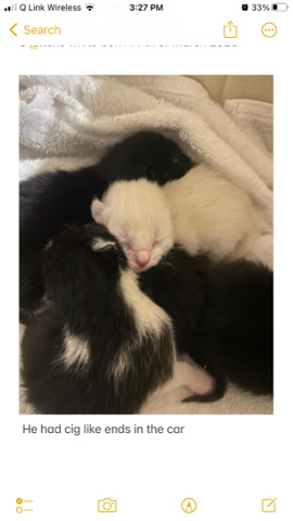 American Shorthair – kittens need home