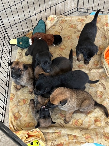 German Shepherd – Belgian Malinois/GermanShepard