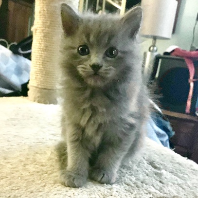 Five Fluffy Kitties looking for new homes!
