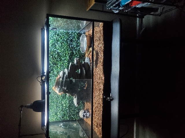 Boa Constrictor snakes (Male and Female)