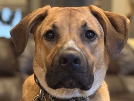 Mixed Breed – Ozzi - 9 month old German Shepherd Mix – Fountain Inn