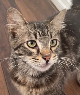 Maine Coon – Crayzy