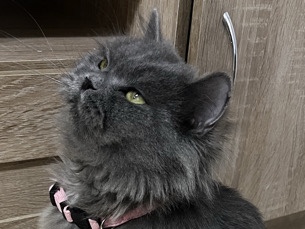 Persian (Modern) – cat – أبو ظبي