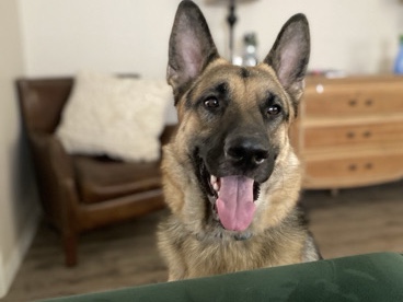 German Shepherd – Looking for a Loving Home for Benji! – Hesperia