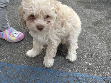 Poodle – Dexter needs a new home – Philadelphia