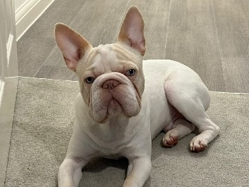 French Bulldog – male french bulldog – Kent