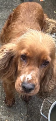 English Cocker Spaniel – **** spaniel