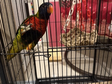 Lorikeet – rainbow lorikeet – Kuala Lumpur