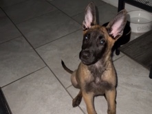 Belgian Shepherd Dog (Malinois) – Pure Bred Belgian malinois – Haskell