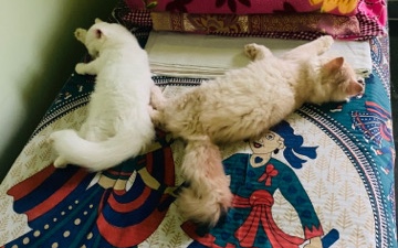 Persian (Modern) – 3 month Persian cat