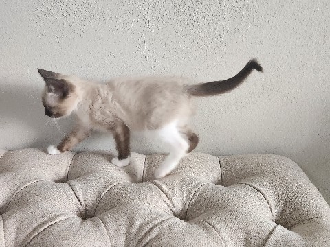 Siamese – Siamese kitten for sale – Westminster