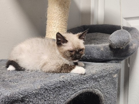 Siamese – Siamese kitten for sale – Westminster