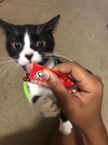 American Shorthair – Urgently Need To Rehome Before May 2