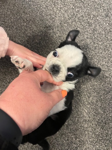 Pug puppy