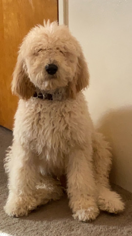 Poodle – Standard Poodle