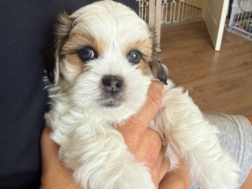 Lhasa Apso – 3 beautiful kc registered puppies 2 girls one boy – Wakefield