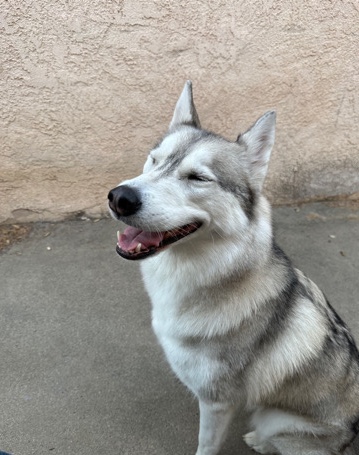 Siberian Husky – Husky needs good home