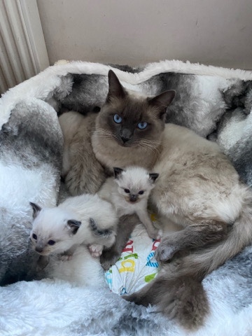 Ragdoll – kittens