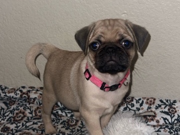 Pug – pug puppy