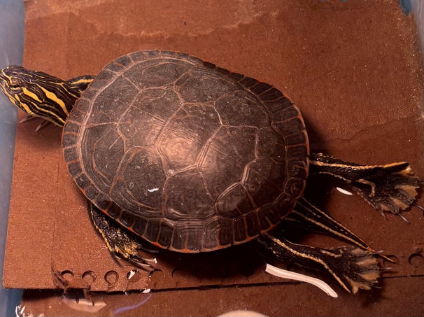 Red-Eared Slider – 1-Year-Old Red-Eared slider – Saint Joseph – Saint Joseph