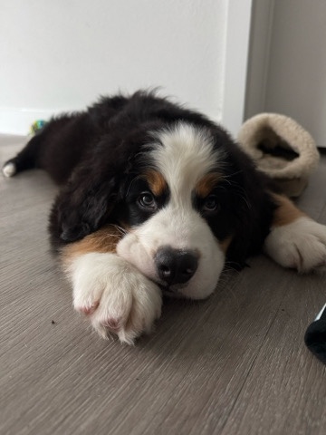 Bernese Mountain Dog – Winston , Bernese Moutain Dog – North Fort Myers