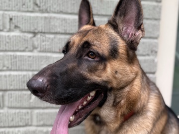 German Shepherd – youthful German shepherd searching for his forever home – Spring