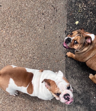 Olde English Bulldogge β English pups πΆ