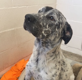Catahoula Cur – Deaf Dog foster/rehome