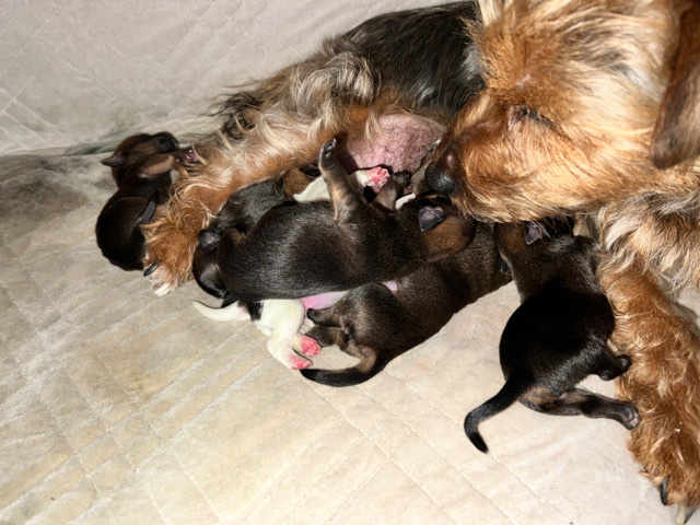 Yorkshire Terrier – 2 left yorkie cross Jack Russell puppies