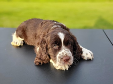 English Springer Spaniel Puppies
