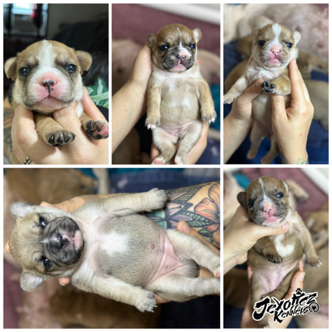 French Bulldog β available for their forever home in 6 weeks