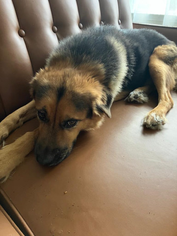 Rehome