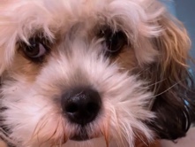 Shih Poo – cookie – Richmond
