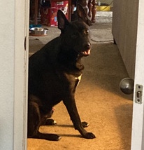 Old German Shepherd Dog – FREE German Sheppard Mix