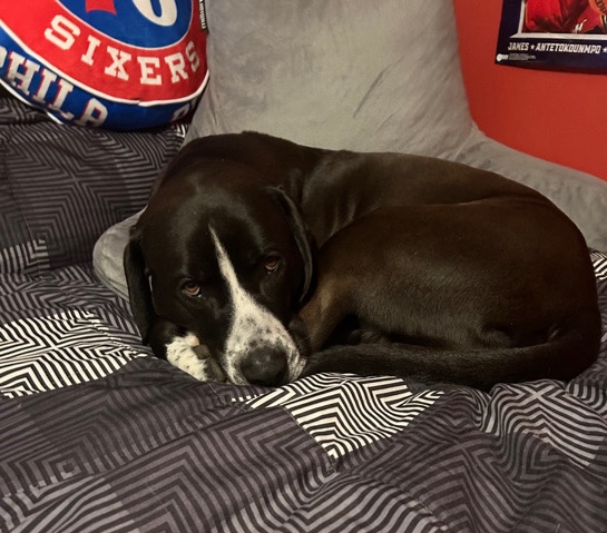 Labrador Retriever – Rehome Pet