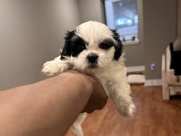 Shih Tzu – Shihpoo Shih Tzu multipooI – Baltimore