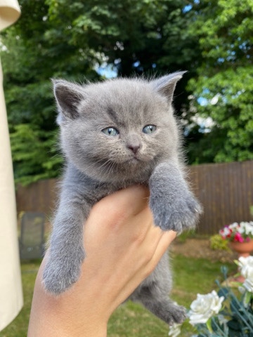 Scottish Fold – Scottish fold and British blue kittens