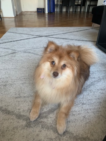 Pomeranian – Playful Pomsky For Sale