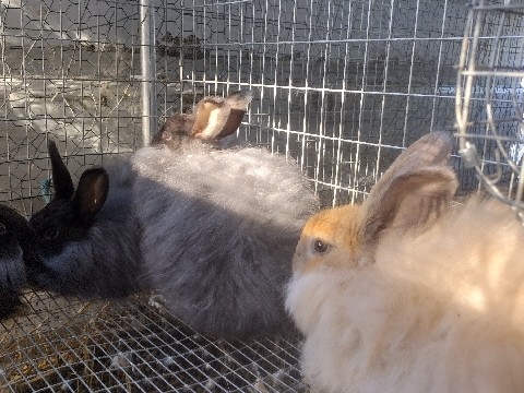 Giant Angora – Giant Angora Wool Rabbits – Roy