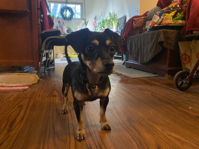 Chihuahua – Luna da dog