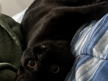 Male Cat