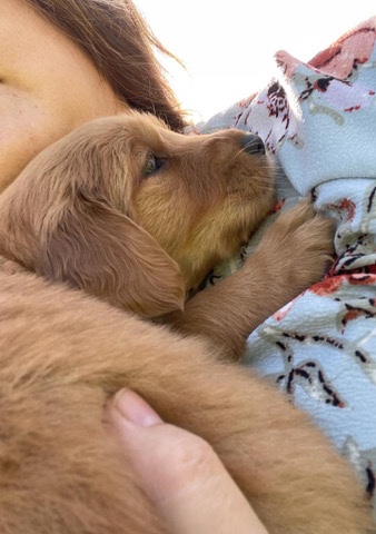 Golden Retriever – Beautiful Goldens