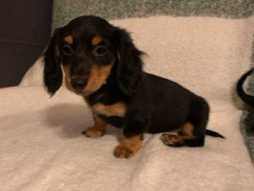 Dachshund - dachshund puppies for sell available for adoption in Miami