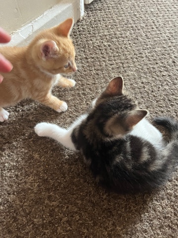 British Shorthair – 2 cute boys