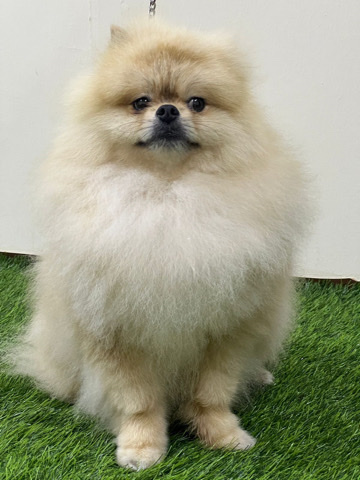 Pomeranian – Pomeranian