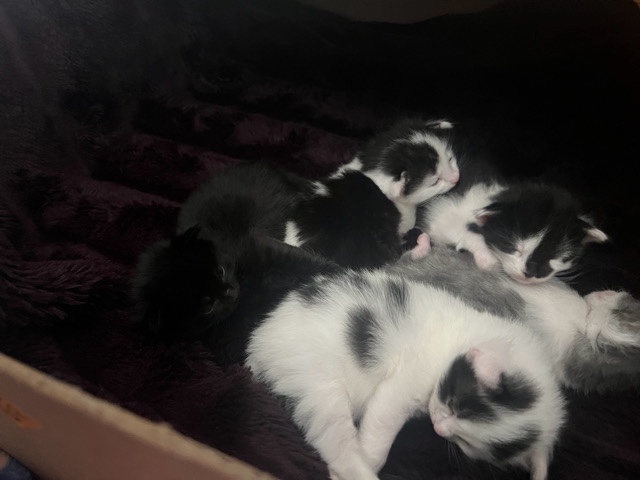 kittens for free