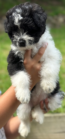 Cavoodle X Pomeranian