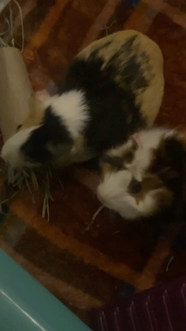 2 Guinea pigs w/ equipment